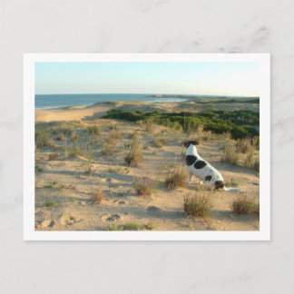 dog looking at the sea postcard