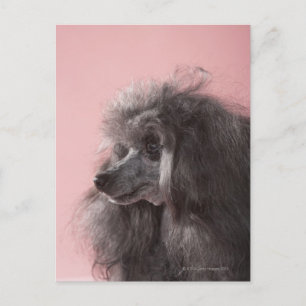 Dog looking away postcard