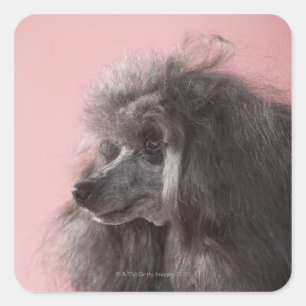 Dog looking away square sticker
