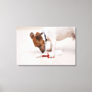 Dog looking down a diploma canvas print