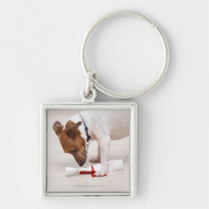 Dog looking down a diploma key ring