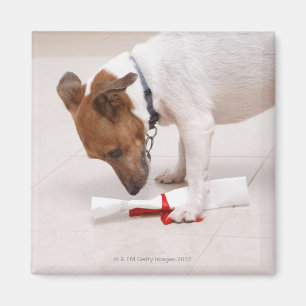 Dog looking down a diploma magnet