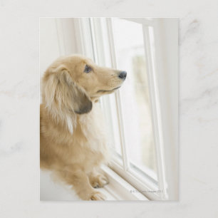 Dog looking out window postcard