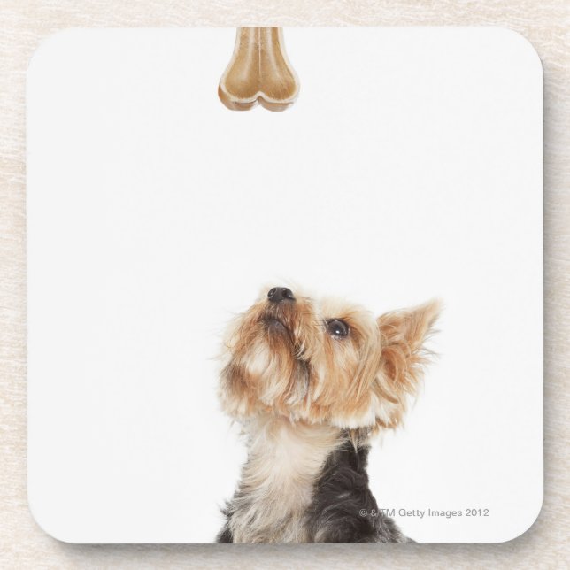 Dog looking up at bone coaster (Front)