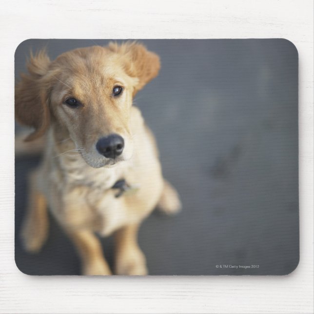 Dog looking up, close-up mouse mat (Front)