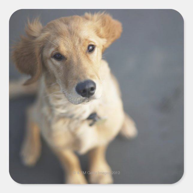 Dog looking up, close-up square sticker (Front)