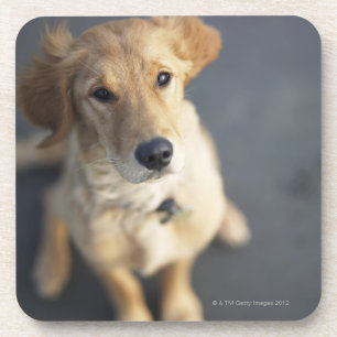 Dog looking up coaster