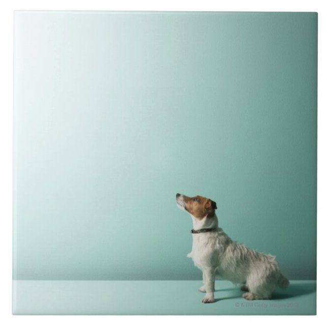 dog looking up into space tile (Front)