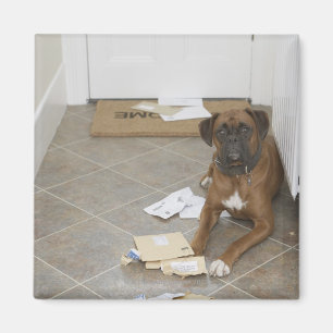 Dog lying by doormat and chewed mail magnet