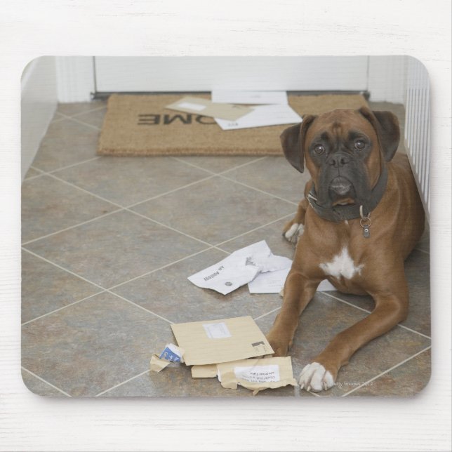 Dog lying by doormat and chewed mail mouse mat (Front)