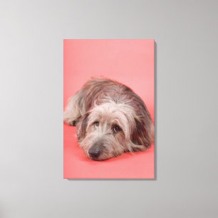 Dog lying down canvas print