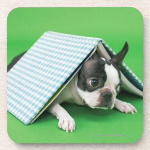 Dog lying under book coaster