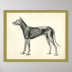 Dog Muscle Veterinary Anatomy Print