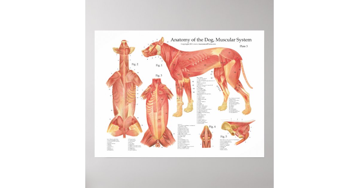 Dog Muscular Anatomy Poster Chart | Zazzle.co.uk