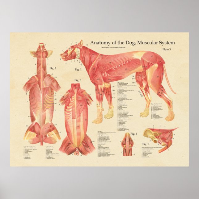 Dog Muscular System Anatomy Chart (Front)