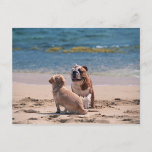 Dog of Sandy Beach Postcard