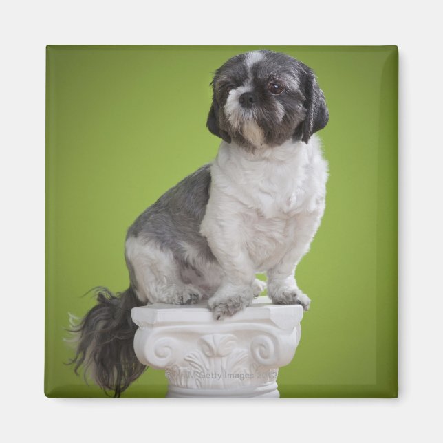 Dog on a column magnet (Front)
