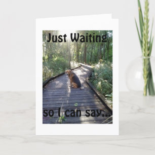 DOG ON A WALK IN WOODS WAITS TO SAY HAPPY BIRTHDAY CARD