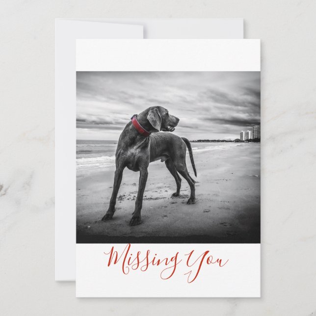 Dog on Beach B&W Photo Missing You One Page Card (Front)