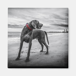 Dog on Beach Black & White Photo with Red Collar Magnet
