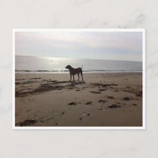 Dog on Beach Postcard