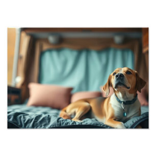 Dog on Bed Photo Print