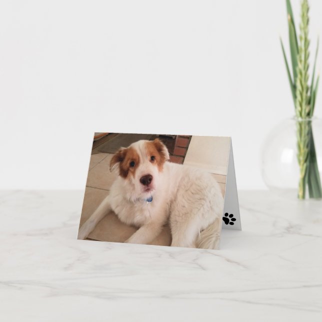 Dog on blank note card with paw prints (Front)