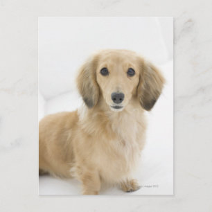 Dog on couch postcard