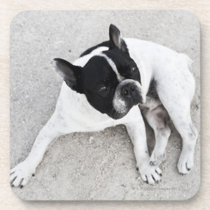 Dog on gravel coaster