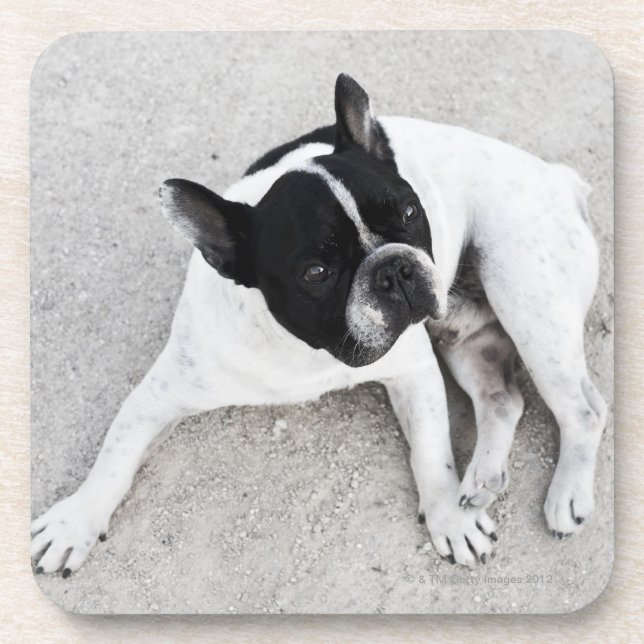 Dog on gravel coaster (Front)