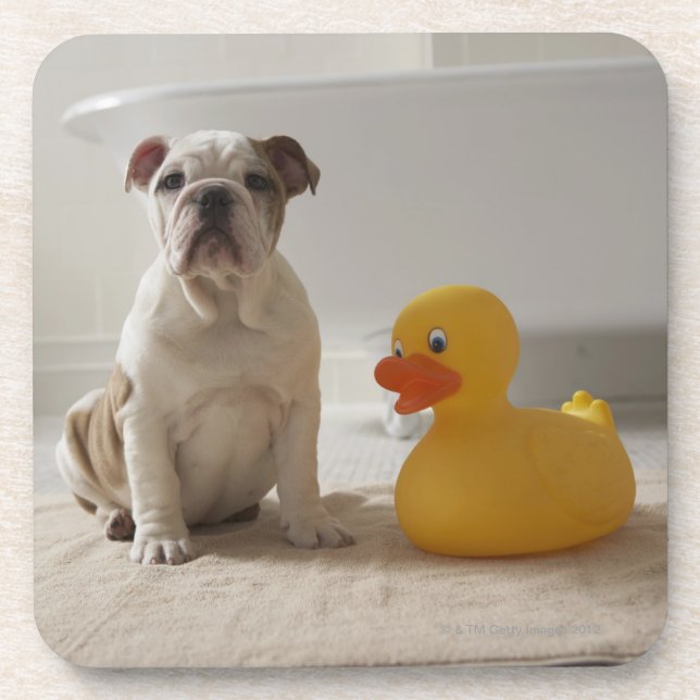 Dog on mat with plastic duck coaster (Front)