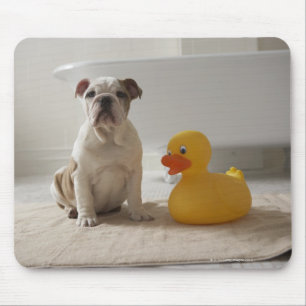 Dog on mat with plastic duck mouse mat