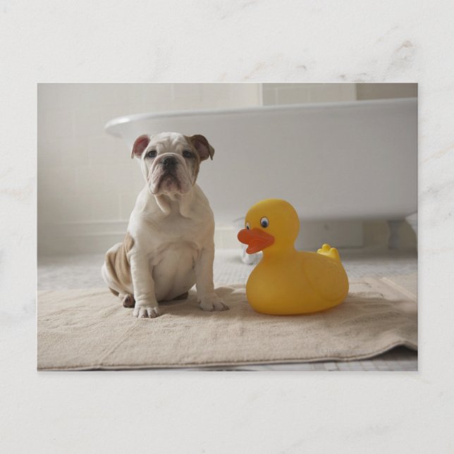 Dog on mat with plastic duck postcard (Front)