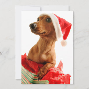 Dog on present with Santa hat Holiday Card