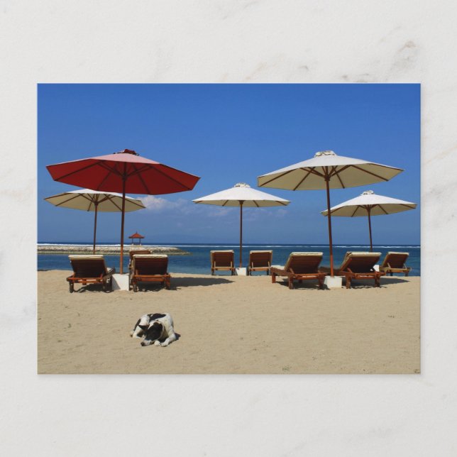 Dog on the beach postcard (Front)