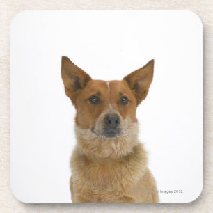 Dog on White 01 Coaster