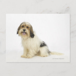 Dog on White 104 Postcard