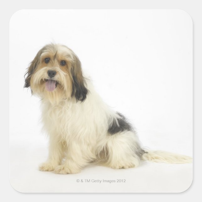 Dog on White 104 Square Sticker (Front)