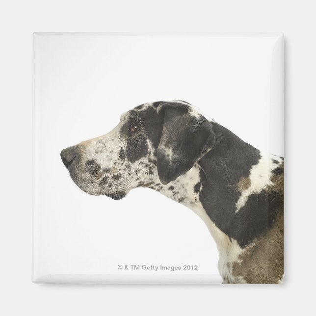 Dog on White 11 Magnet (Front)