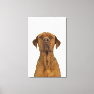 Dog on White 38 Canvas Print