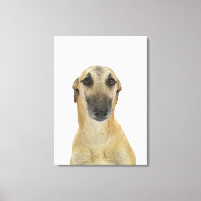 Dog on White 41 Canvas Print (Front)
