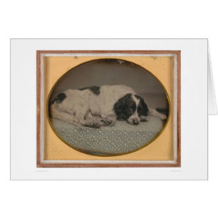 Dog owned by Sheldon Nichols (39986)