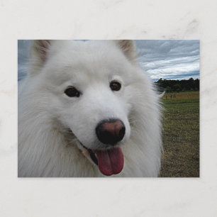Dog Park Samoyed Postcard