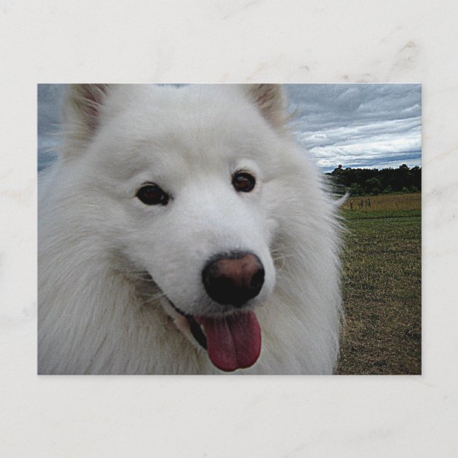 Dog Park Samoyed Postcard (Front)