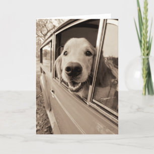 Dog Peeking Out a Car Window Card