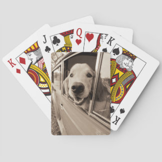 Dog Peeking Out a Car Window Playing Cards