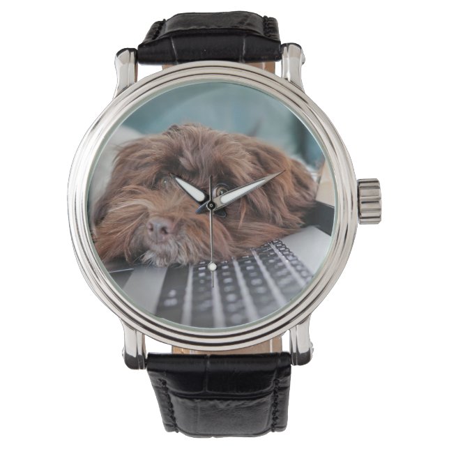 Dog, Pet, Containment Watch (Front)
