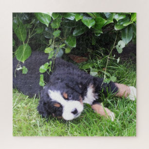 dog, pet, cute, animal, breed, puzzle,,puppy, jigsaw puzzle