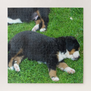 dog, pet, cute, animal, breed, puzzle,,puppy, jigsaw puzzle
