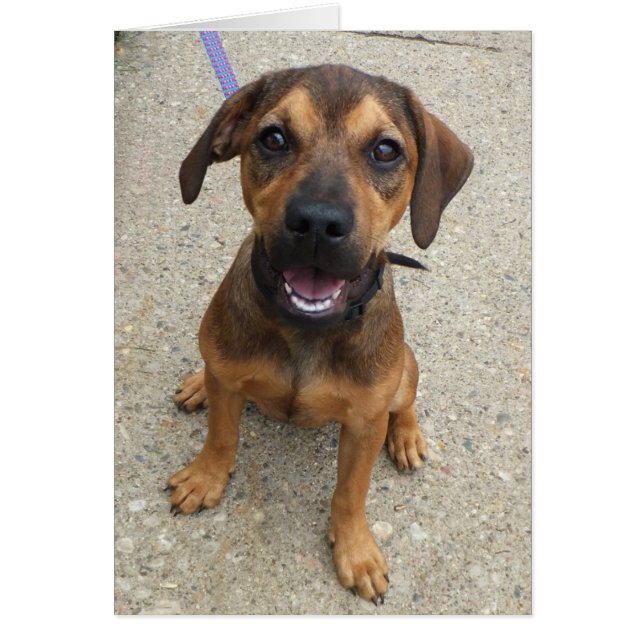 Dog Photo Card - Addie (Front)